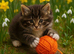 Stunning litter of Maine coon kittens all hand reared LAST GIRL READY NEXT WEEKEND