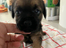 K.C. Reg border terriers