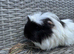 2 beautiful sows