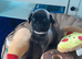 Pug X Puggle Gorgeous Tiny Puppies