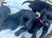 Outstanding Working Labrador Retriever Puppies for Sale