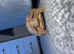 tortoise 3 years old