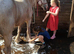 4yo tgca reg cremello mare