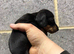 5 stunning Dachshund puppies