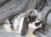 Baby lops
