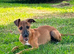 Whippet x Italian Greyhound Male puppies