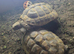 Two Hermann&rsquo;s Tortoises Looking for Their Own Kingdoms