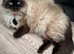 RAGDOLL MIX BOY READY NOW