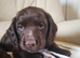Female chocolate cocker spaniel