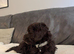 10 week old Cockapoo looking for a new forever home