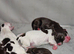 Beautiful puppies 4 sale