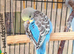 Baby budgie extremely beautiful and very cuddly 7 weeks old