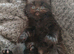 Fluffy kittens ready to leave