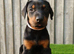 Quality European Dobermann Puppies - 2 Remaining