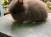 Lionhead Bunnies