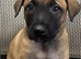 German shepherd X Belgian malinois puppies