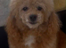 Beautiful Toy poodle £0 for a good home