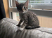 Bengal Maine coon cross kittens