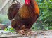 Pekin bantam cockerel