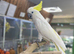 Sulphur crested cockatoo