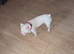 Pink french bull dog