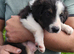 Border collie puppies