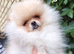 KC Registered teddy bear pomeranian puppies