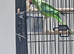 Rehome Indian Ringneck Parrot