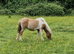 Coloured Standard Filly