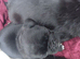 4 beautiful girl puppies