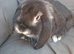 Vaccinated baby french lop doe