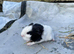 9 baby sows