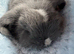 Pure bred mini lop rabbits