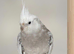 Breeding pairs of cockatiels for sale.