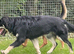 Shepherd cross Doberman for Stud