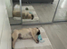 Pug for sale