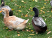 Blue Ducklings