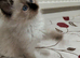 Purebred ragdoll kittens