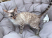 SNOW BENGAL FEMALE LOOKING FOR A NEW HOME