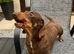 Miniature Smooth Female Adult Dachshund
