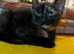 Maincoon X reduced price last one left black female