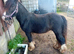 Yearling colt