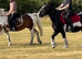 13hh 17 year old alrounder gelding.
