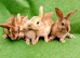 Beautiful Netherland dwarf rabbits