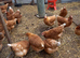 Brown pullets 16to18 weeks