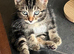 Beautiful male kitten