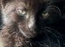 6 Beautiful Black Kittens Ready For Their Forever Homes