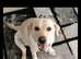 Bonnie &ndash; Looking for Her Forever Home