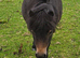 Gorgeous Bay Yearling Mini Shetland Colt