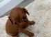 Cavapoo